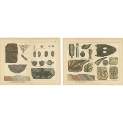 Outlet Pamono Aeg, Triassic Plant Fossils, 1880, Paper, Set of 2