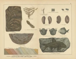Outlet Pamono Aeg, Triassic Plant Fossils, 1880, Paper, Set of 2