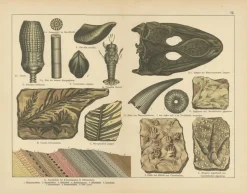 Outlet Pamono Aeg, Triassic Plant Fossils, 1880, Paper, Set of 2
