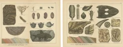 Outlet Pamono Aeg, Triassic Plant Fossils, 1880, Paper, Set of 2