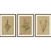 Pamono After Augustus Quirinus Rivinus, Wildflowers of Leipzig, 1690s, Prints, Set of 3> Prints & Multiples