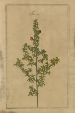 Pamono After Augustus Quirinus Rivinus, Wildflowers of Leipzig, 1690s, Prints, Set of 3> Prints & Multiples