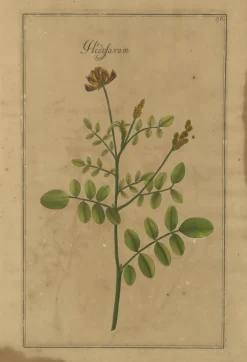 Pamono After Augustus Quirinus Rivinus, Wildflowers of Leipzig, 1690s, Prints, Set of 3><noscript><img width=