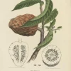 Pamono Annona Reticulata Custard Apple, 1864, Paper> Bowls