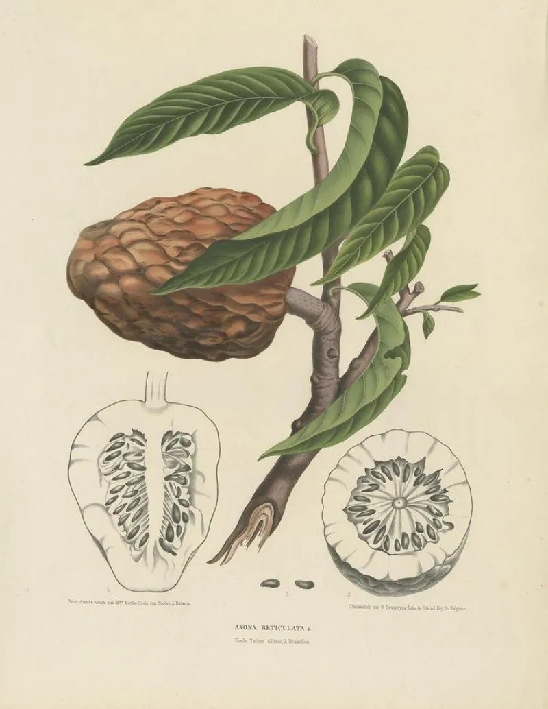 Pamono Annona Reticulata Custard Apple, 1864, Paper> Bowls