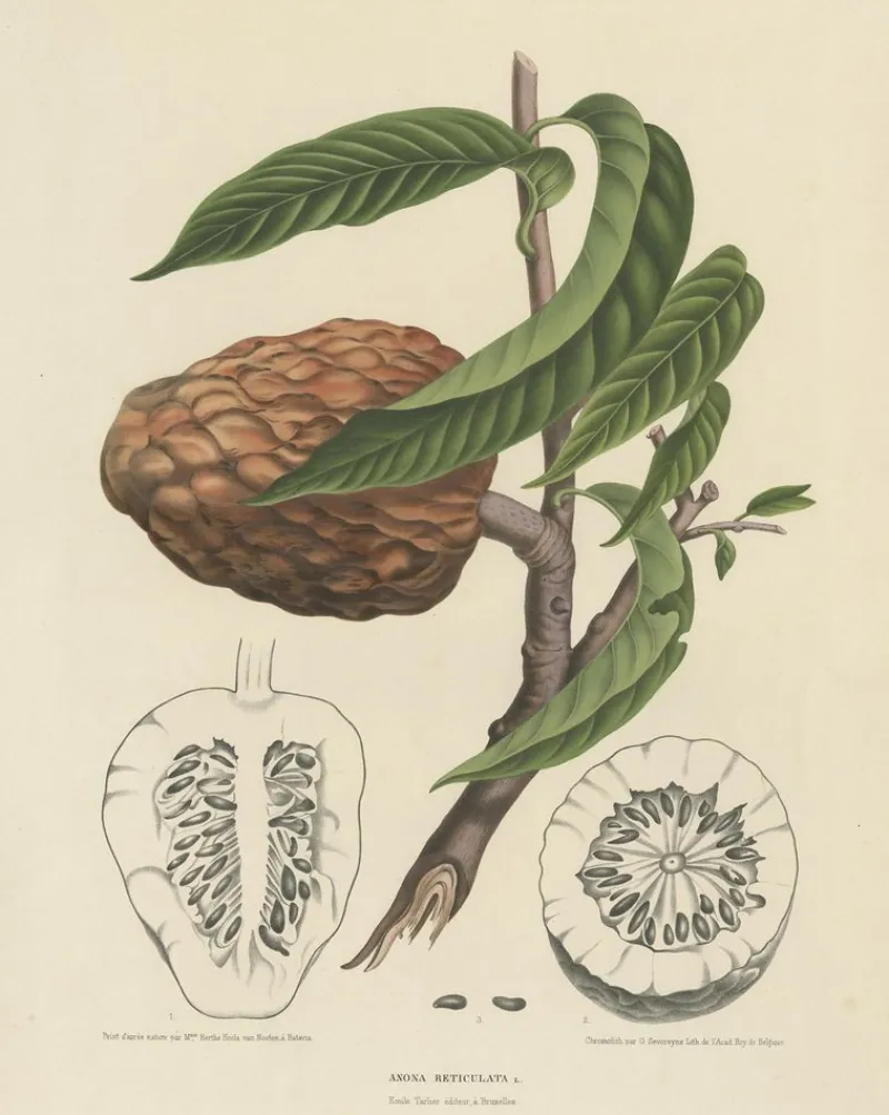 Pamono Annona Reticulata Custard Apple, 1864, Paper> Bowls