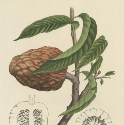 Pamono Annona Reticulata Custard Apple, 1864, Paper><noscript><img width=