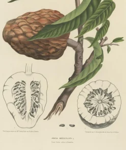 Pamono Annona Reticulata Custard Apple, 1864, Paper><noscript><img width=
