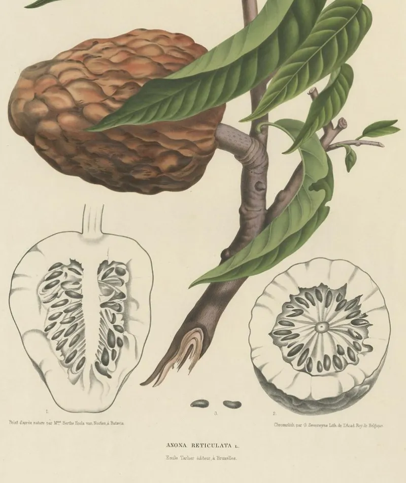 Pamono Annona Reticulata Custard Apple, 1864, Paper> Bowls