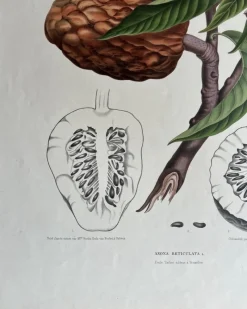 Pamono Annona Reticulata Custard Apple, 1864, Paper><noscript><img width=