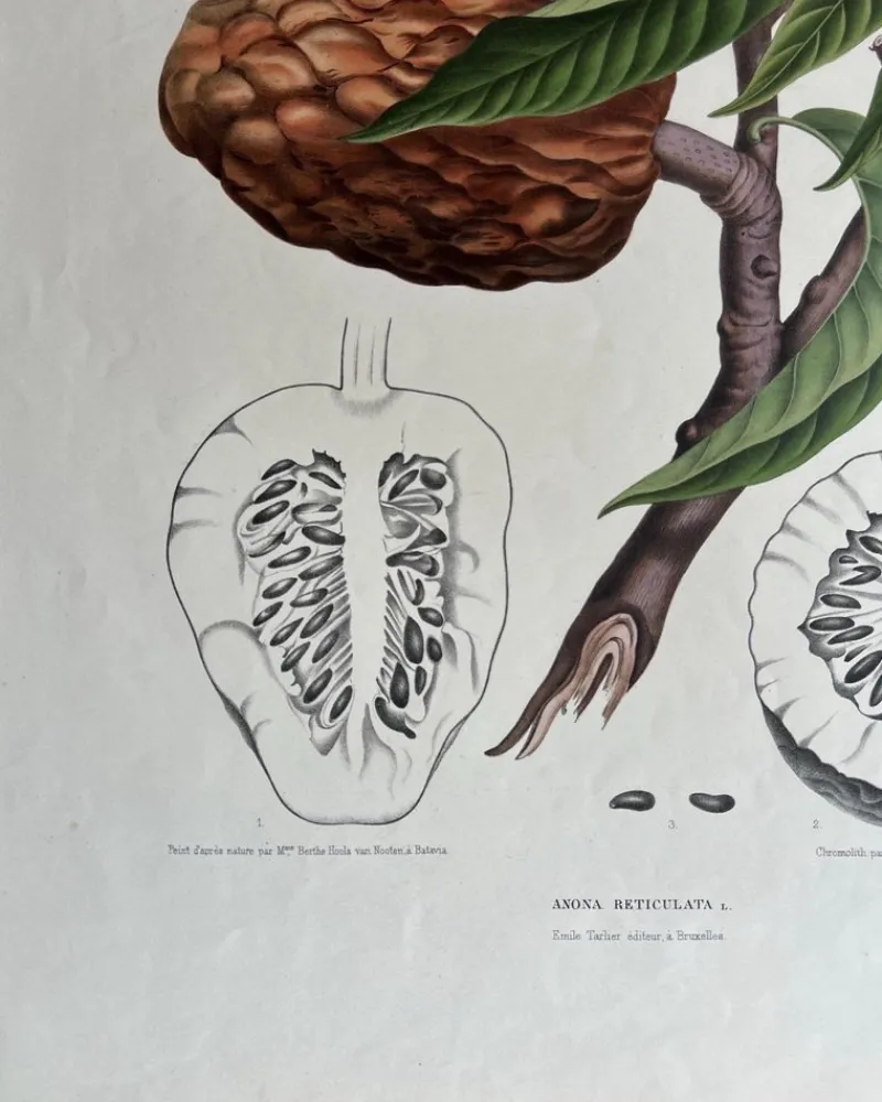 Pamono Annona Reticulata Custard Apple, 1864, Paper> Bowls