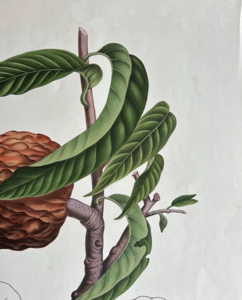 Pamono Annona Reticulata Custard Apple, 1864, Paper> Bowls