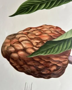 Pamono Annona Reticulata Custard Apple, 1864, Paper><noscript><img width=