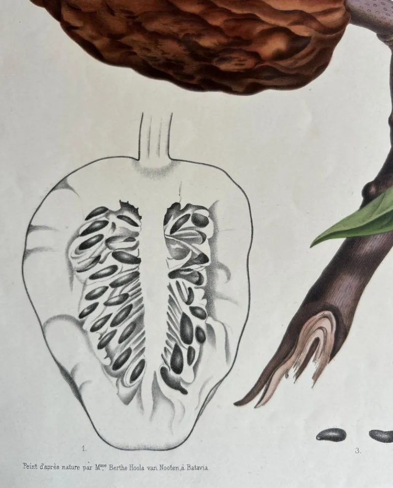 Pamono Annona Reticulata Custard Apple, 1864, Paper> Bowls