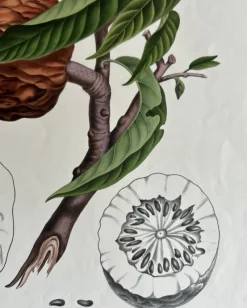 Pamono Annona Reticulata Custard Apple, 1864, Paper><noscript><img width=