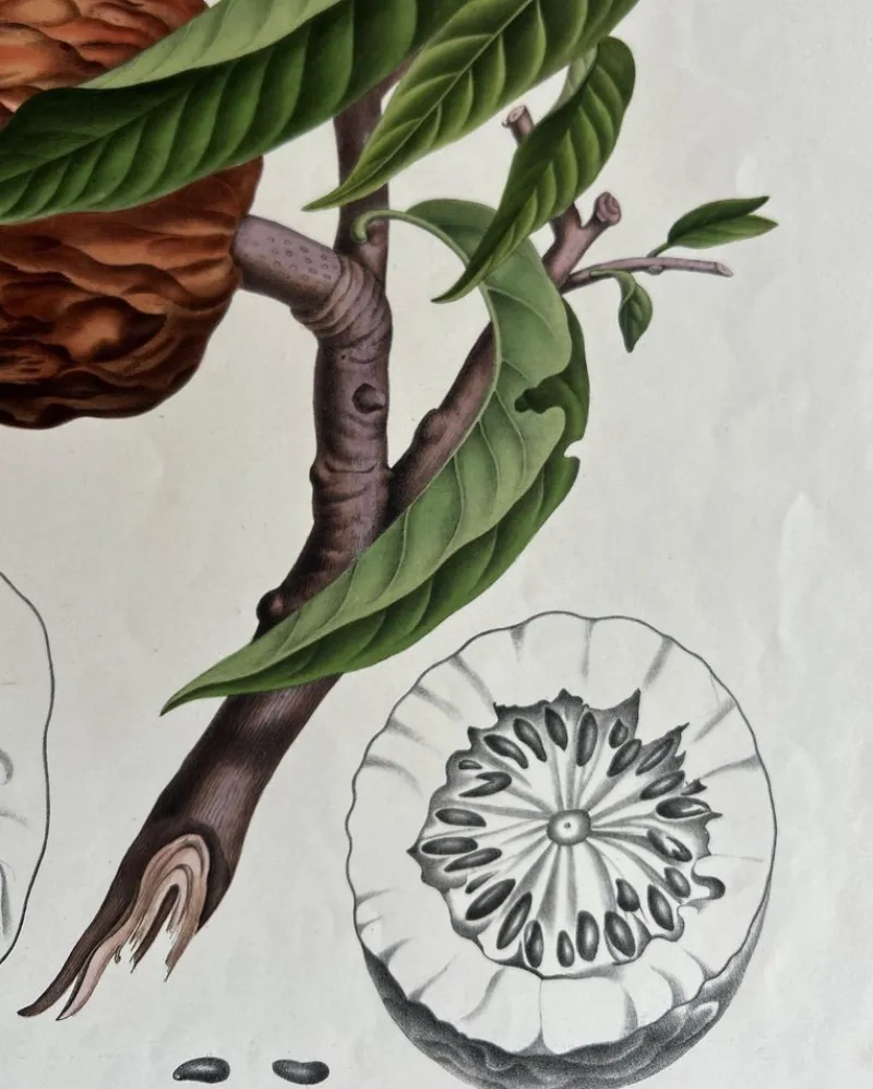 Pamono Annona Reticulata Custard Apple, 1864, Paper> Bowls
