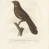 Pamono Antique Bird Print of a Rufous Nightjar by Vieillot '1807', 1807, Paper> Photography