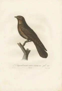 Pamono Antique Bird Print of a Rufous Nightjar by Vieillot '1807', 1807, Paper> Photography