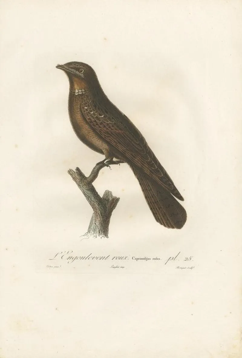 Pamono Antique Bird Print of a Rufous Nightjar by Vieillot '1807', 1807, Paper> Photography