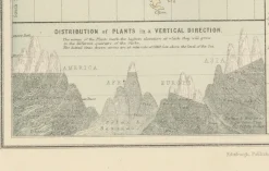 Pamono Antique Zoological and Botanical Chart of the World Decorative Map, 1884><noscript><img width=