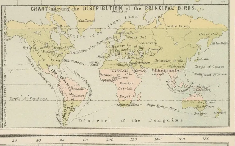 Pamono Antique Zoological and Botanical Chart of the World Decorative Map, 1884> Wall Decor