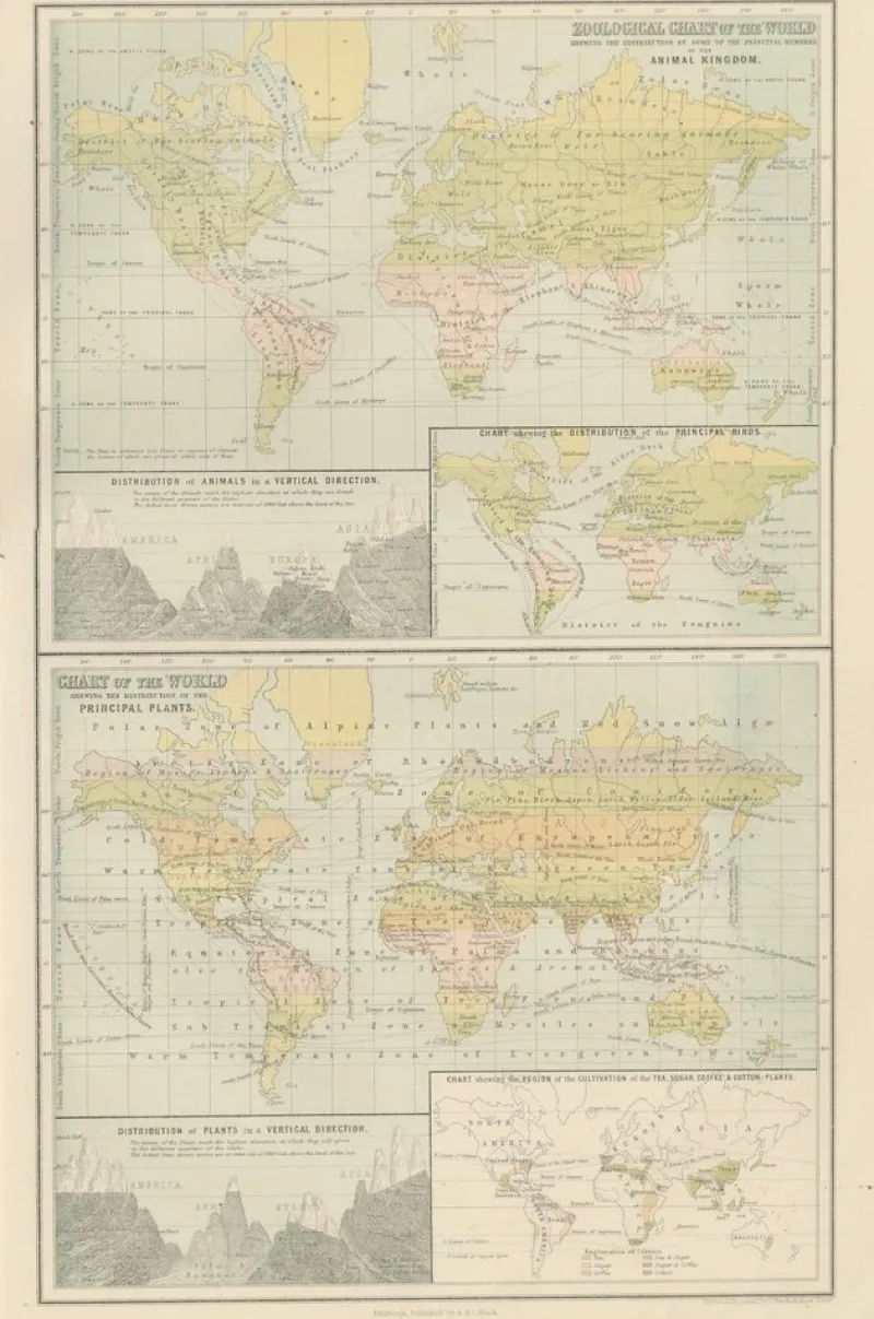 Pamono Antique Zoological and Botanical Chart of the World Decorative Map, 1884> Wall Decor