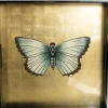 Hot Pamono Butterfly Square Tray in Lacquered Wood by Les Ottomans