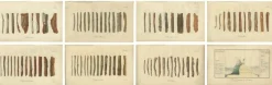 Sale Pamono Cinchona Bark Varieties A Hand-Colored Illustrated Botanical Atlas, 1826