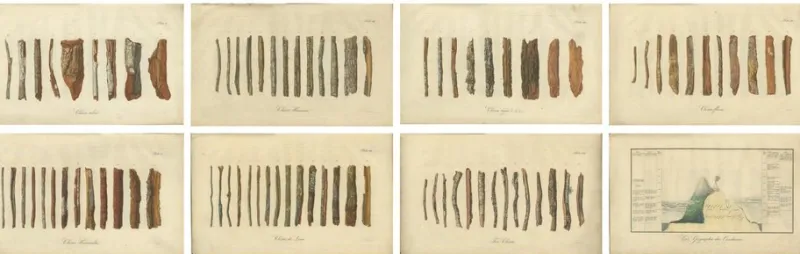 Sale Pamono Cinchona Bark Varieties A Hand-Colored Illustrated Botanical Atlas, 1826