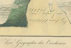 Sale Pamono Cinchona Bark Varieties A Hand-Colored Illustrated Botanical Atlas, 1826