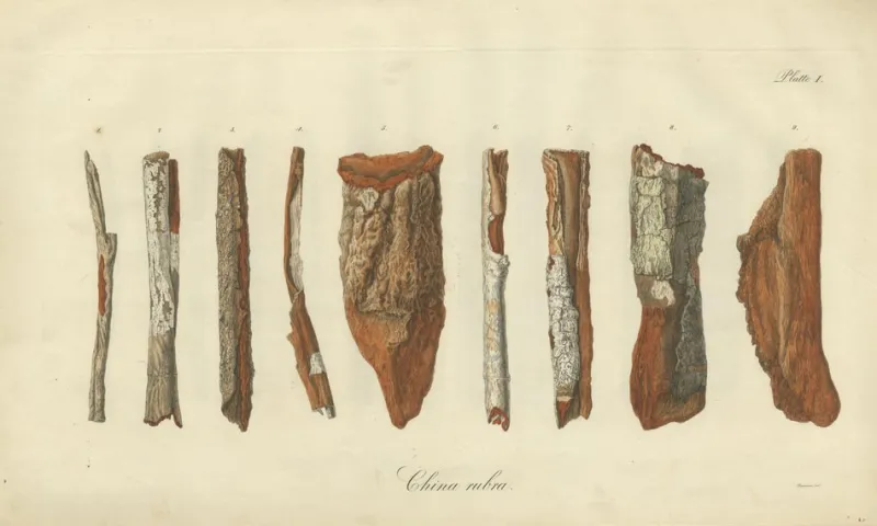 Sale Pamono Cinchona Bark Varieties A Hand-Colored Illustrated Botanical Atlas, 1826