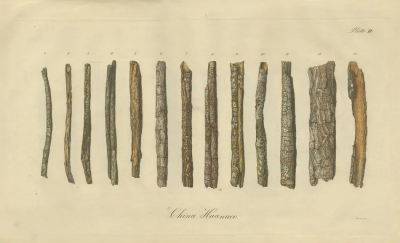 Sale Pamono Cinchona Bark Varieties A Hand-Colored Illustrated Botanical Atlas, 1826