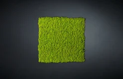 Sale Pamono Dehydrated Plant Wall Stabilized Lichene Flat Work May from VGnewtrend