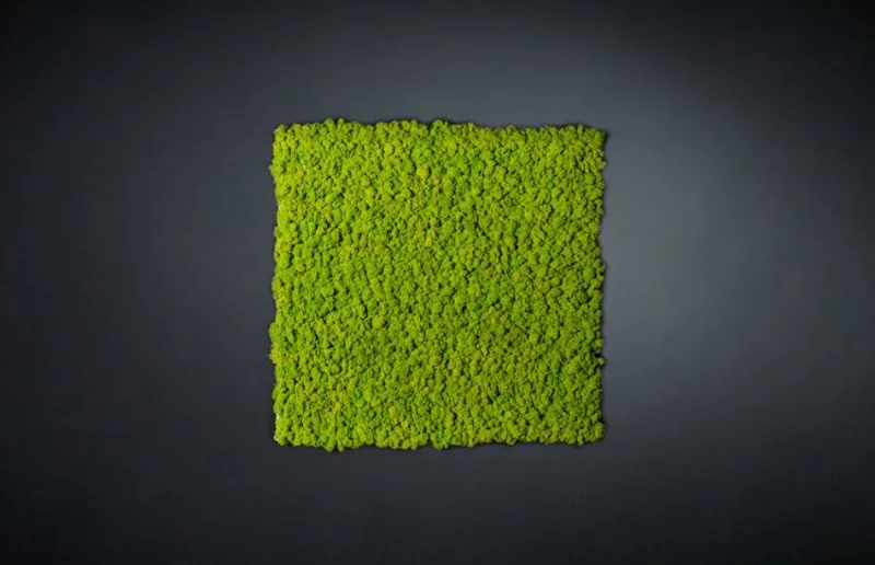Sale Pamono Dehydrated Plant Wall Stabilized Lichene Flat Work May from VGnewtrend