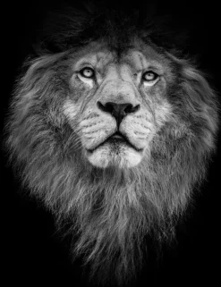 Pamono Denisapro, Black and White Lion, Photographic Paper> Photography