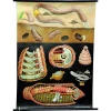 Pamono Earthworm Lumbricidae Wall Chart Life Art Print by Jung Koch Quentell> Posters