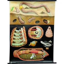 Pamono Earthworm Lumbricidae Wall Chart Life Art Print by Jung Koch Quentell> Posters