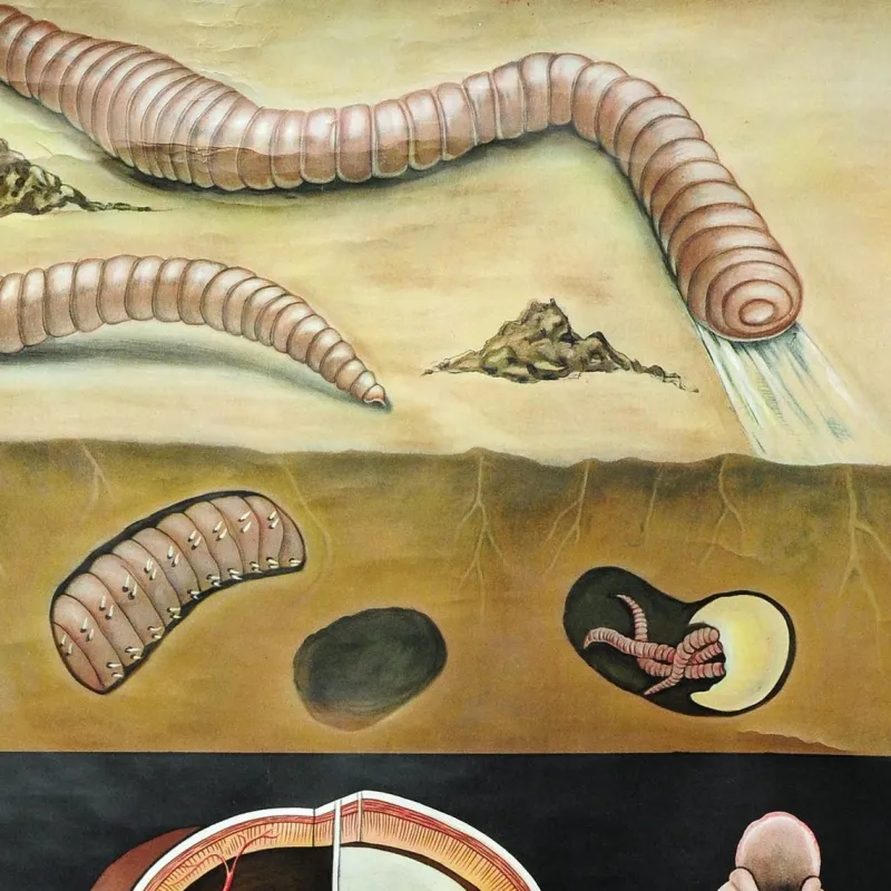 Pamono Earthworm Lumbricidae Wall Chart Life Art Print by Jung Koch Quentell> Posters