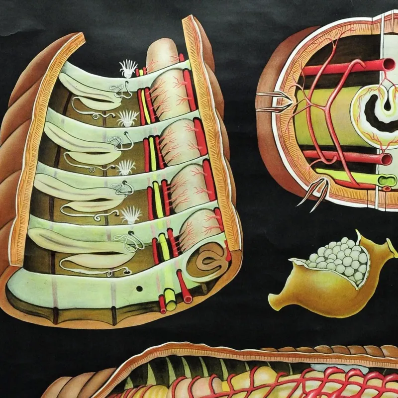 Pamono Earthworm Lumbricidae Wall Chart Life Art Print by Jung Koch Quentell> Posters