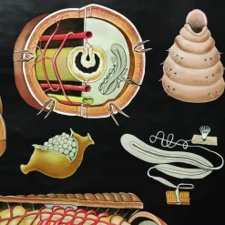 Pamono Earthworm Lumbricidae Wall Chart Life Art Print by Jung Koch Quentell><noscript><img width=
