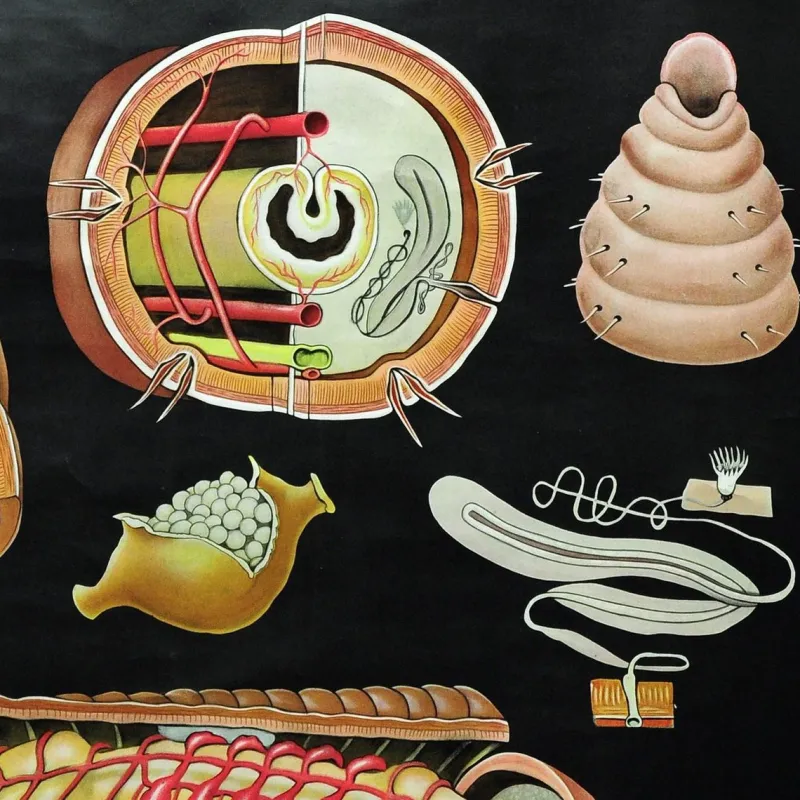 Pamono Earthworm Lumbricidae Wall Chart Life Art Print by Jung Koch Quentell> Posters