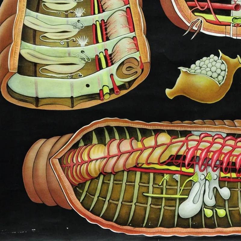 Pamono Earthworm Lumbricidae Wall Chart Life Art Print by Jung Koch Quentell> Posters