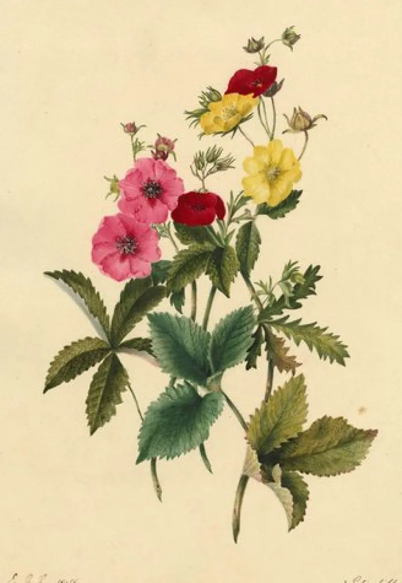 Pamono E.B.R, Cinquefoils (Potentilla) Flower, 1834, Watercolour