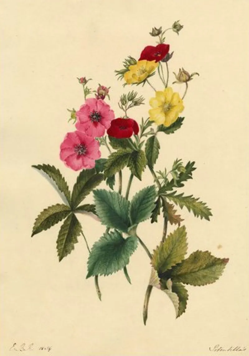 Pamono E.B.R, Cinquefoils (Potentilla) Flower, 1834, Watercolour