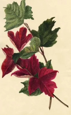 Pamono E.B.R., Red Maple Leaf Study, 1830, Watercolour> Work On Paper
