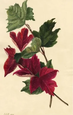 Pamono E.B.R., Red Maple Leaf Study, 1830, Watercolour> Work On Paper