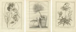 Pamono Egyptian Plants Botanical Studies of Flora, Egypt, 1776> Posters