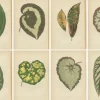 Pamono E.J. Lowe and W. Howard, Botanical Prints, 1891, Paper, Set of 8> Work On Paper
