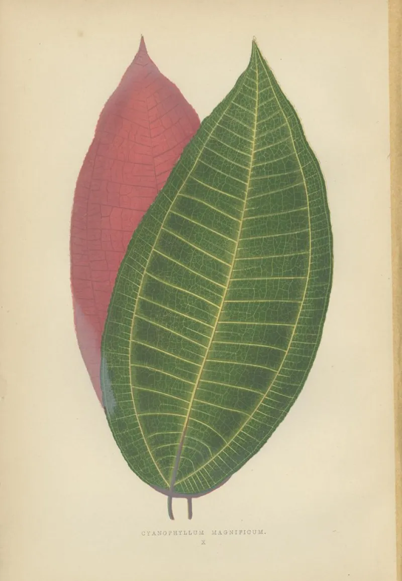 Pamono E.J. Lowe and W. Howard, Botanical Prints, 1891, Paper, Set of 8> Work On Paper