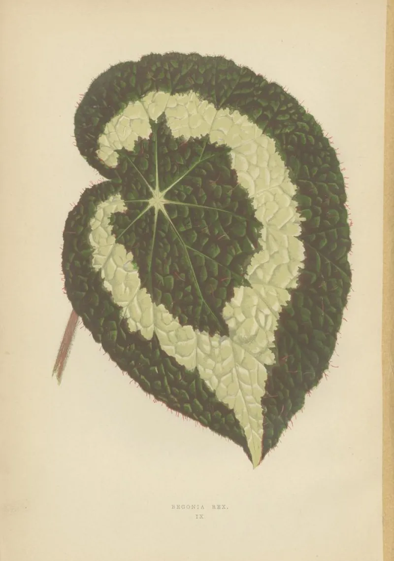Pamono E.J. Lowe and W. Howard, Botanical Prints, 1891, Paper, Set of 8> Work On Paper